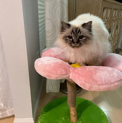Arbre à chat en bois massif de luxe - ZENITH