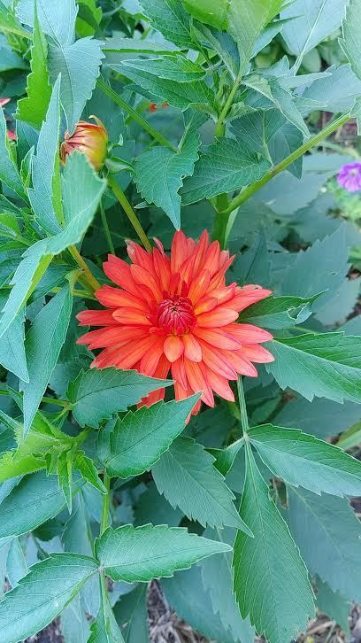Dahlia Border Decorative Melody Swing - 2 tuber clumps