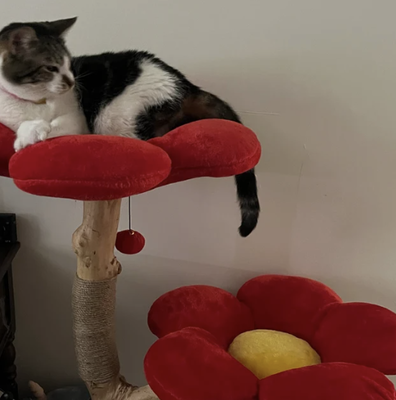 Zinnia Red Tres Modern Cat Tree & Condo, Large, Red, Kbspets