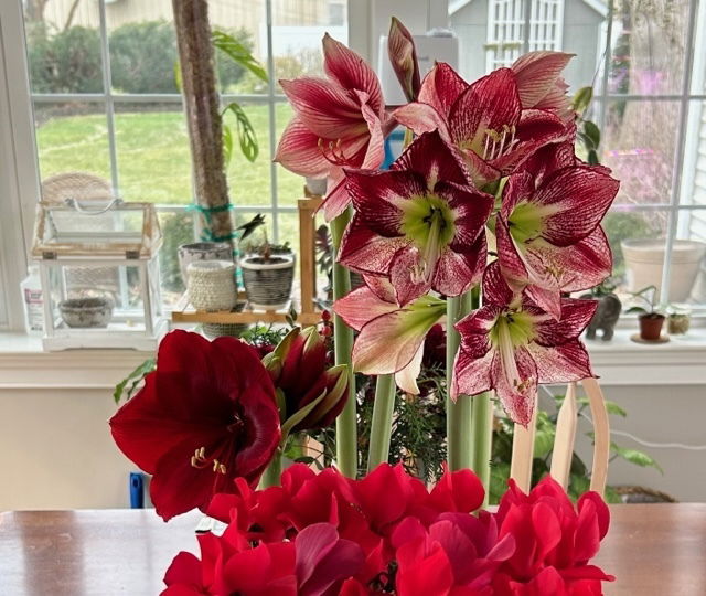 Amaryllis Single Gervase - 1 bulb - Longfield Gardens
