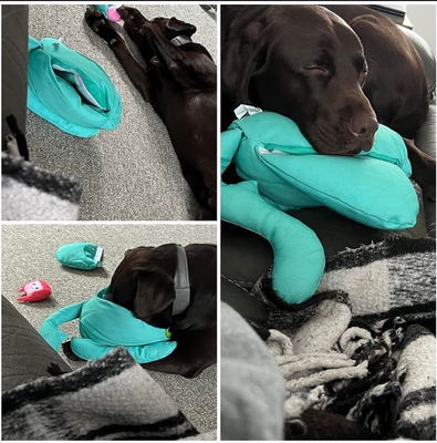 Tearribles - Tearable + Re-Attachable Dog Toys - Touch of Modern