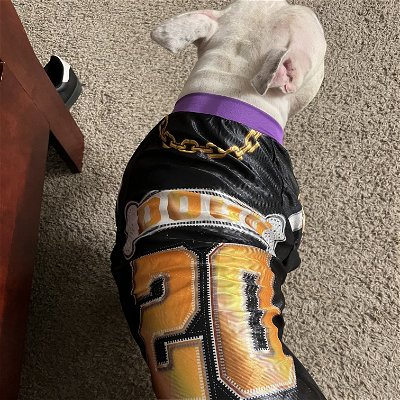new orleans saints jersey for dogs