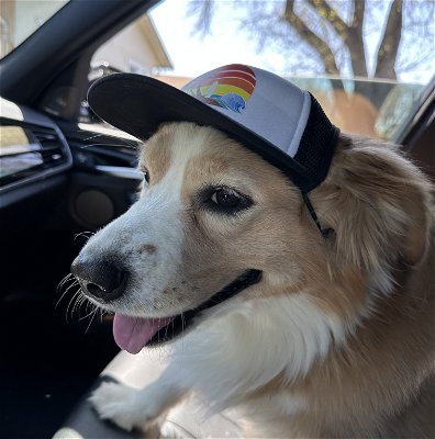 PupLid Dog Paddle Hat