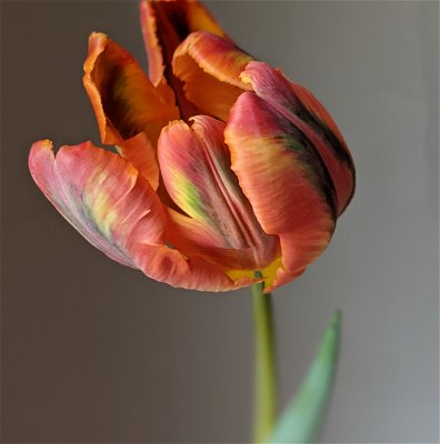 Tulipa Rasta Parrot - Bulbes de Tulipes x10 - Bulbes à Fleurs
