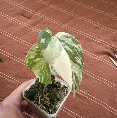 Epipremnum pinnatum 'Albo Variegata' (Grower's Choice)