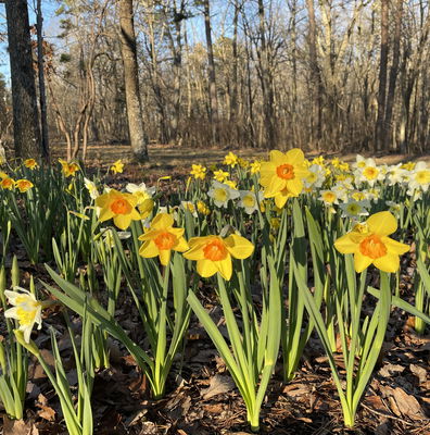 100 Mixed Daffodil Bulbs - Spring Blooming Narcissus, Deer Resistant, Cold Hardy For Fall Planting