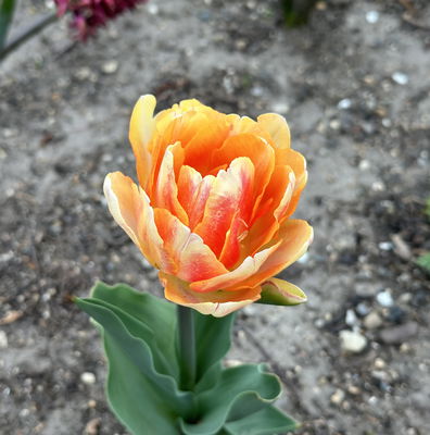 Tulip Double Early Foxy Foxtrot - 20 bulbs - Longfield Gardens
