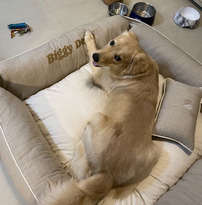 Herbarium pet bed in ivory and red cotton