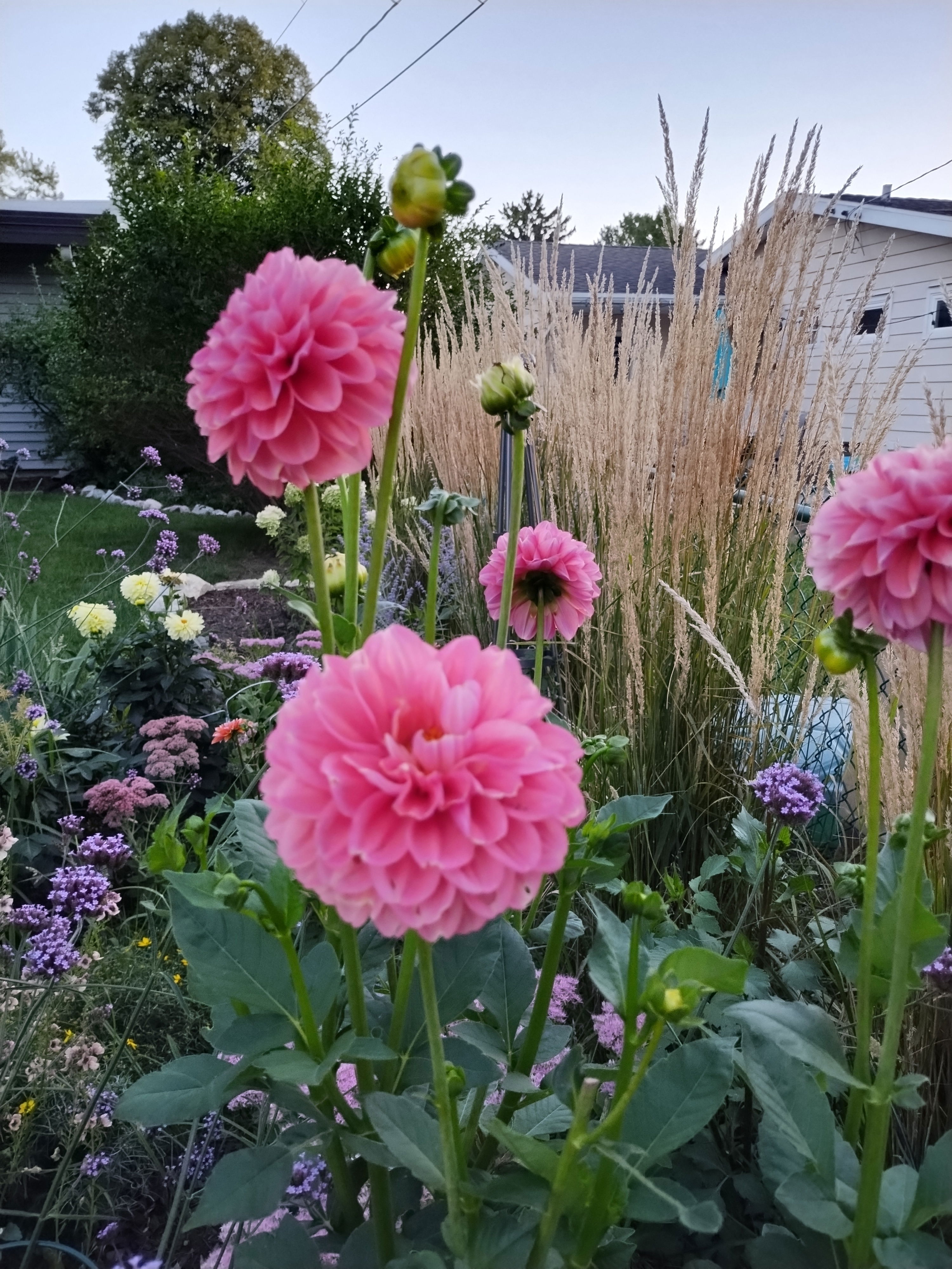Dahlia Border Decorative Melody Pink Allegro - 2 tuber clumps