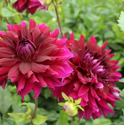 Dahlia Decorative Rip City - 2 tuber clumps - Longfield Gardens