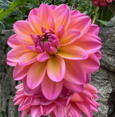 Ｄahlia☆ Big Dahlias: Chi eeZ Whiz Large Dahlia Tubers