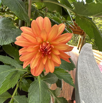 Dahlia Border Decorative Melody Swing - 2 tuber clumps