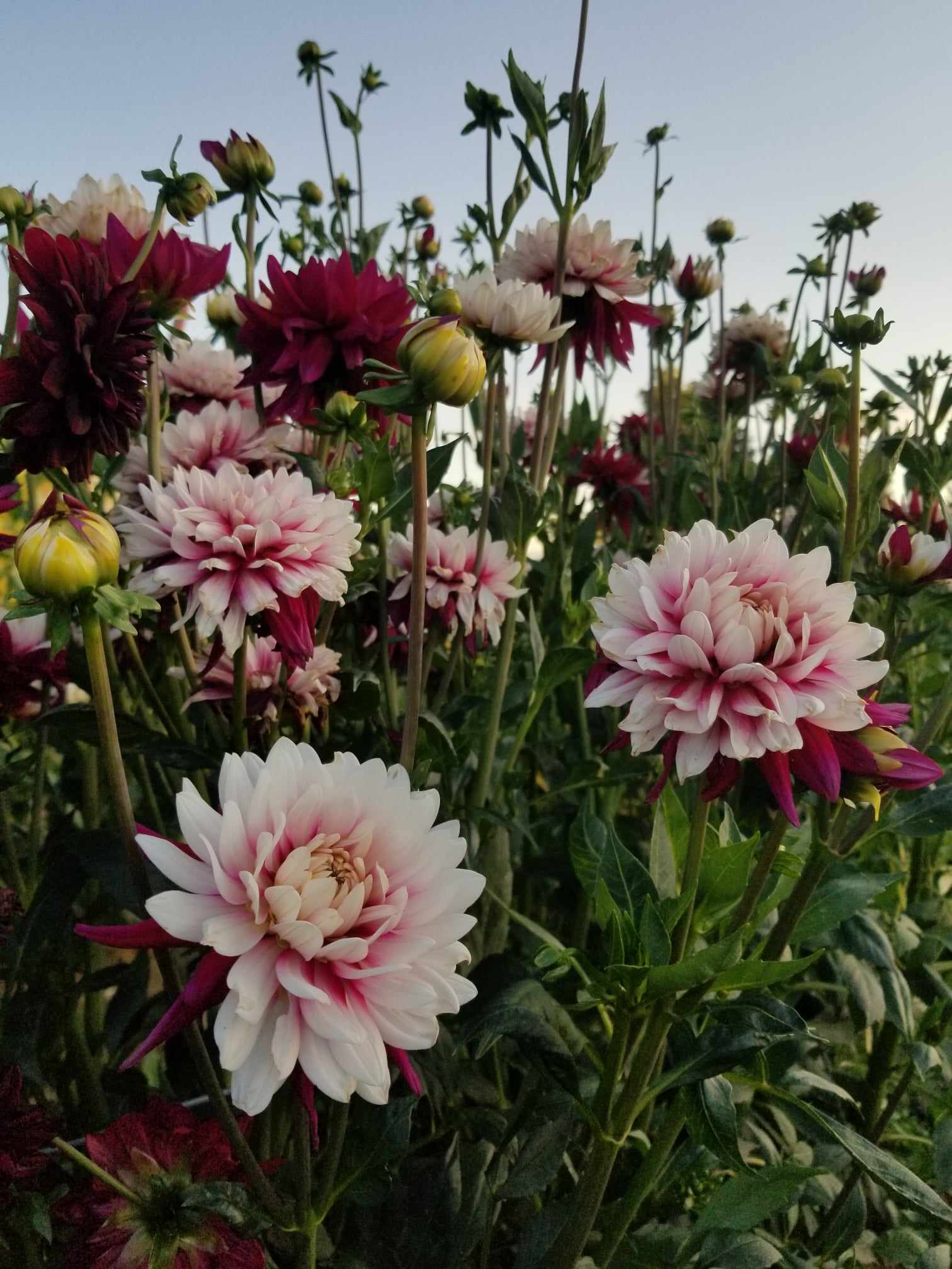 flower world♪ FLOWER WORLD - Updated August 2025 - 2925 E Prospect Rd