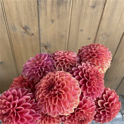 Dahlia Ball Zundert Mystery Fox - 2 tuber clumps - Longfield Dahlia Ball Zundert Mystery Fox - 2 tuber clumps - Longfield