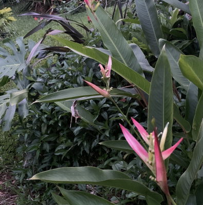 Pareo: Heliconia - Magnolia Hawaii