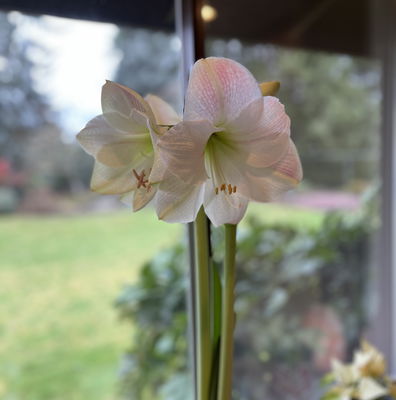 Amaryllis Single Apple Blossom - 1 bulb - Longfield Gardens