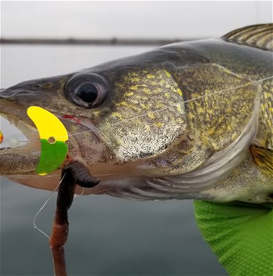 Top Smile Blade Colors for Catching Walleye — Mack's Lure Tackle