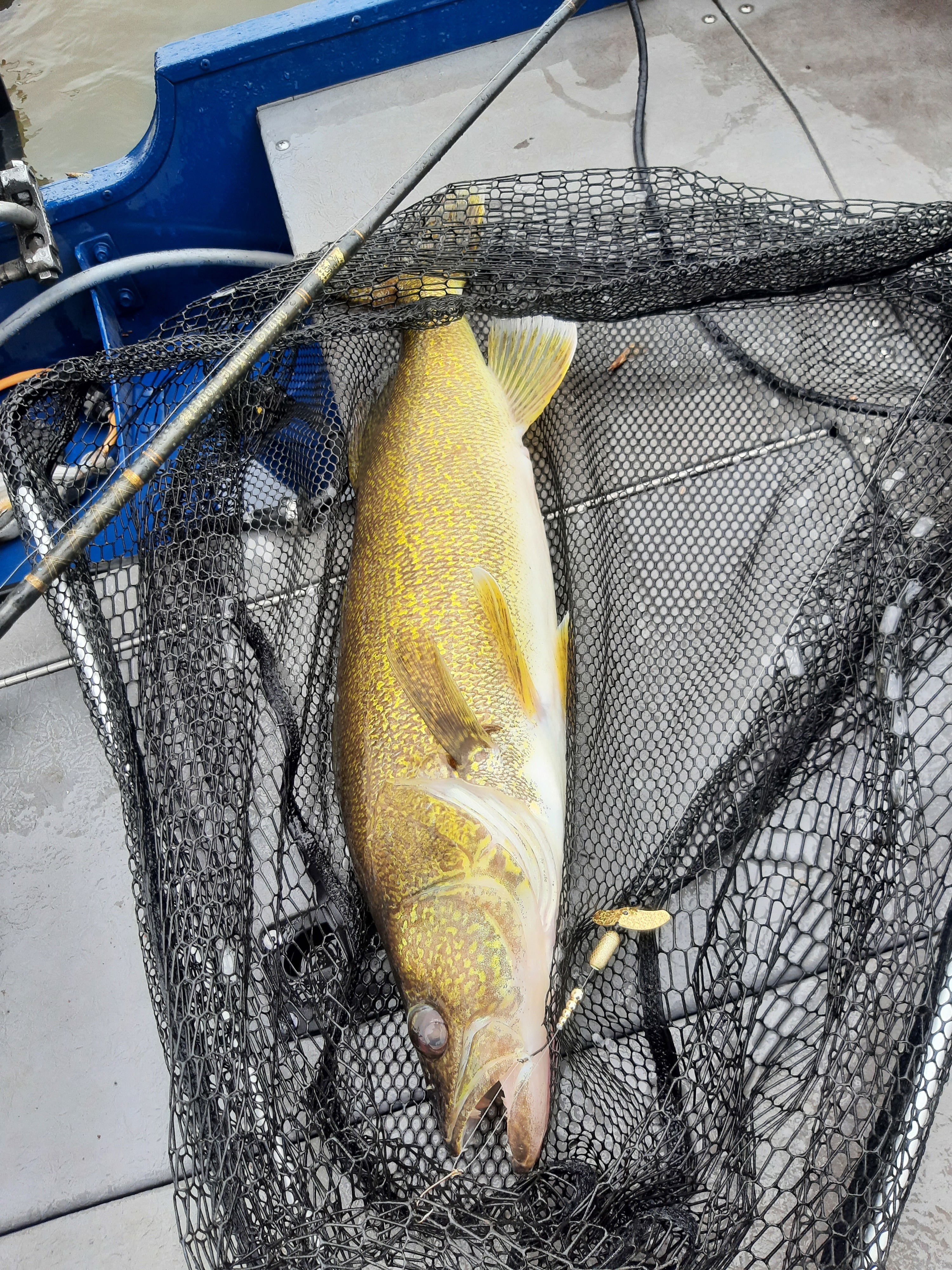 Smile Blade® Sparkle 5-Pack — Mack's Lure Tackle