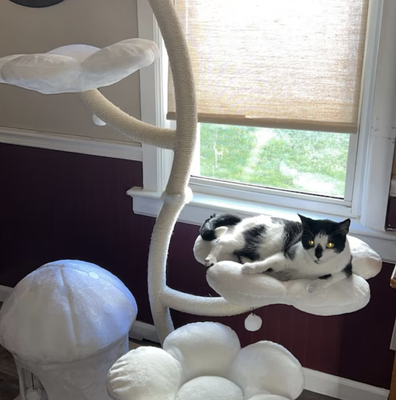 Cozy Plush Blanc Eden Modern Cat Tree & Condo, Large, White, Kbspets