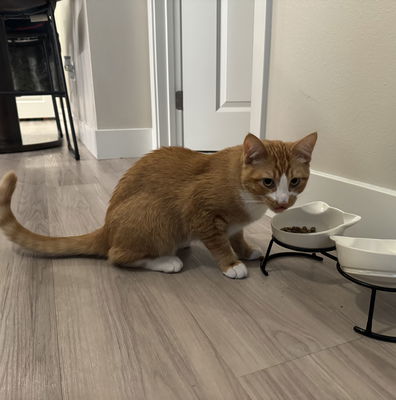 Carna4 cat food reviews shop