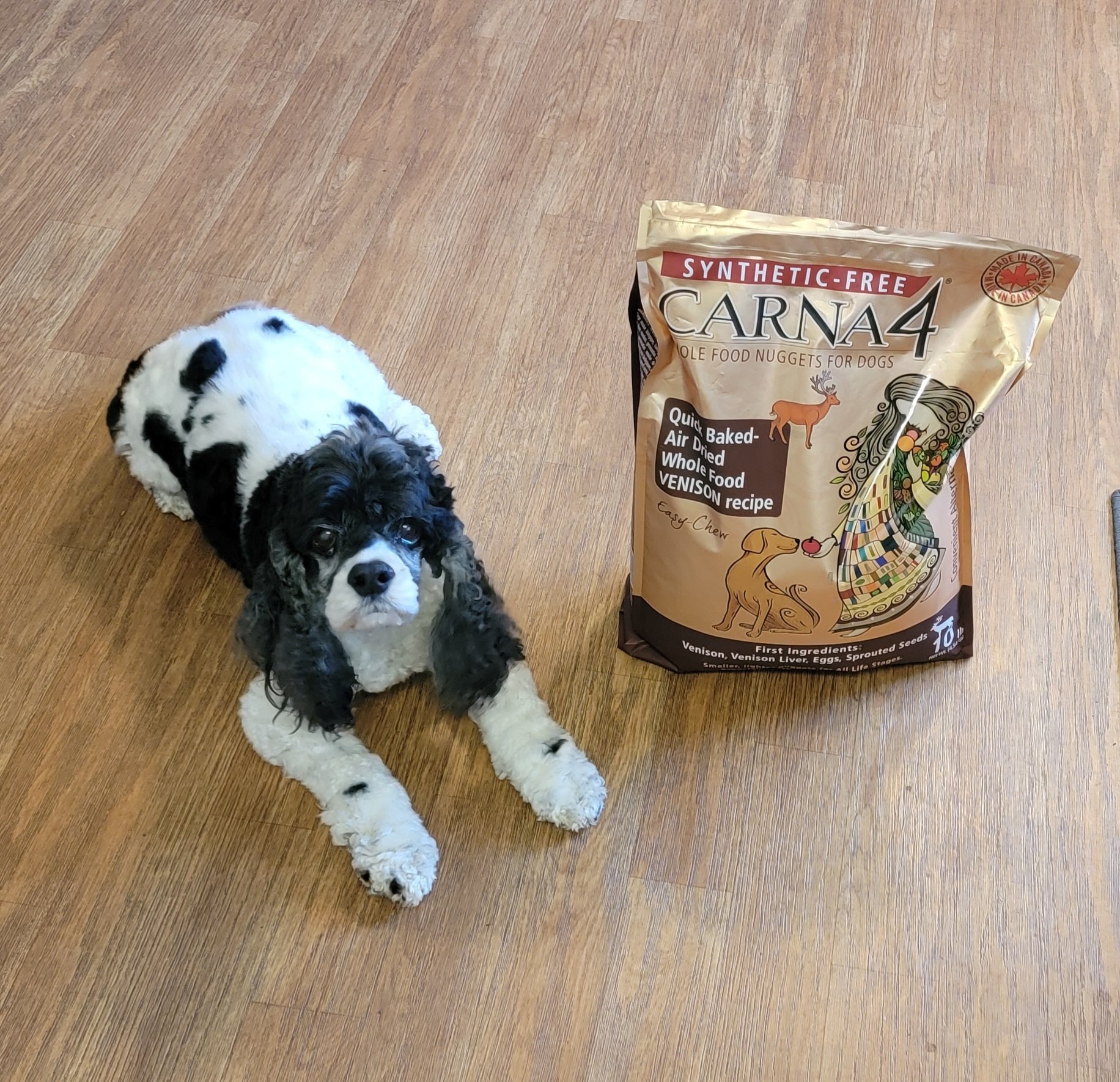 Fromm Four Star Nutritionals Grain Free Lamb Lentil Recipe Dry Dog F