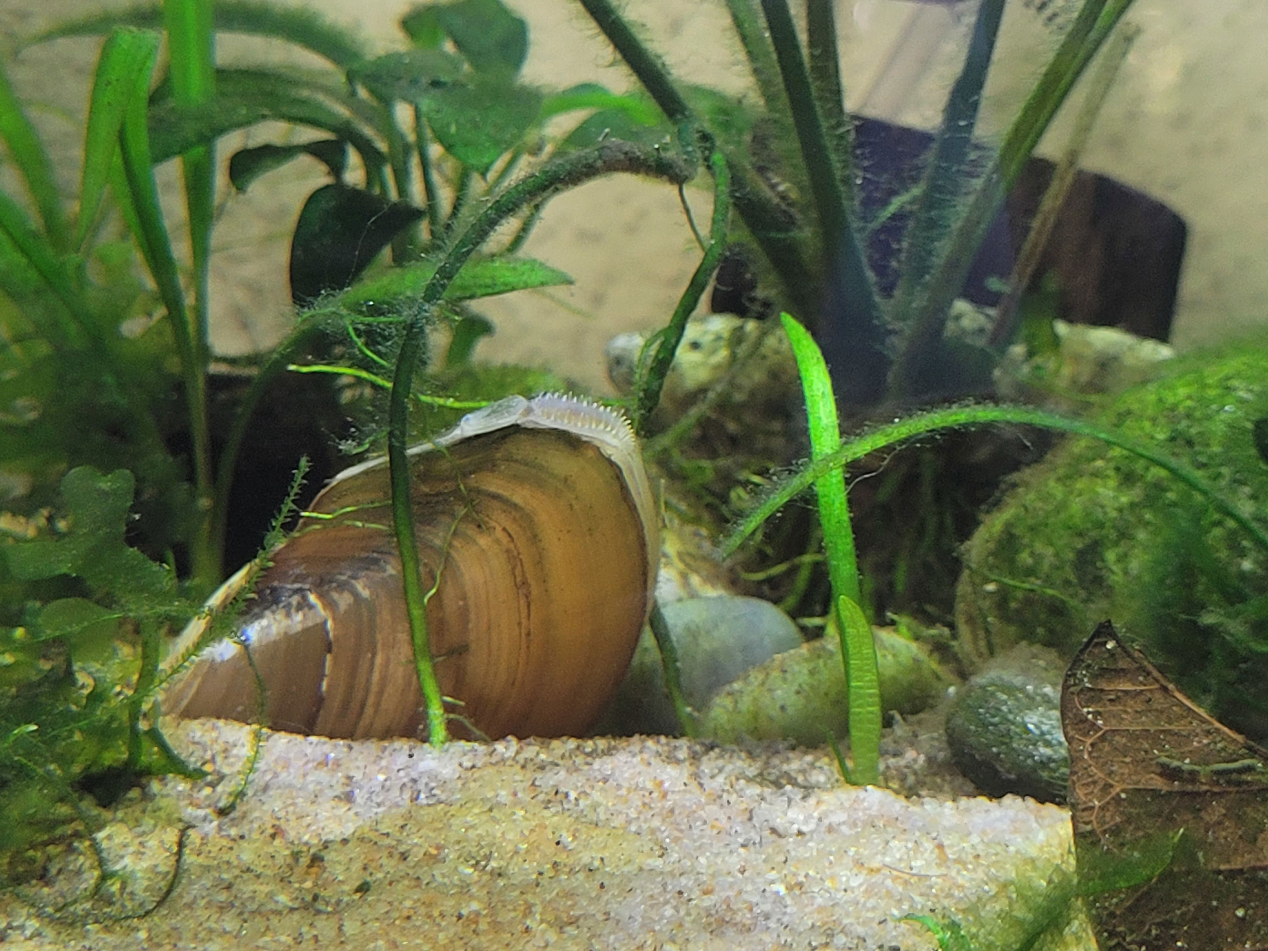 Freshwater clams for fish tank shop
