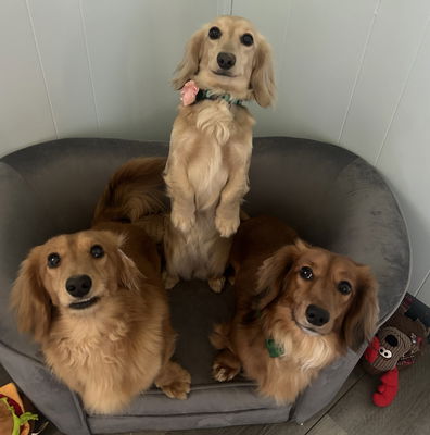 Dachshund com online golden retriever - Main Image