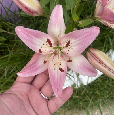 Lily Asiatic Rosella's Dream - 5 bulbs - Longfield Gardens