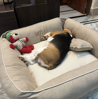 Online Pet Store Dog Beds Dog Collars Dog Clothes PoochMate