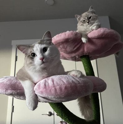 Cherry Blossom Eden: The Ultimate Floral Cat Tree