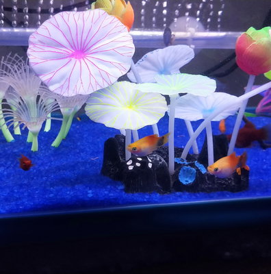 Mixed Platy Wag Fry (10 PK UNSEXED