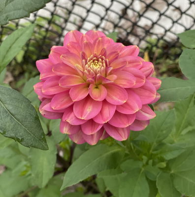 Dahlia Decorative Great Silence - 2 tuber clumps - Longfield