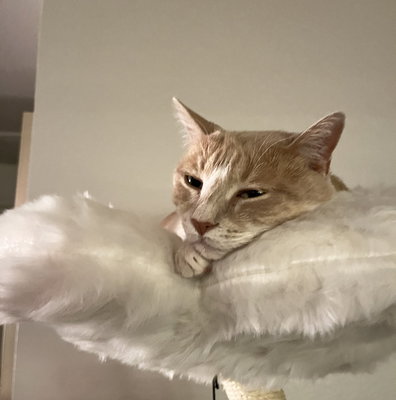Hosico Cat Azalea Tree | Stylish Cat Furniture | KBSPets