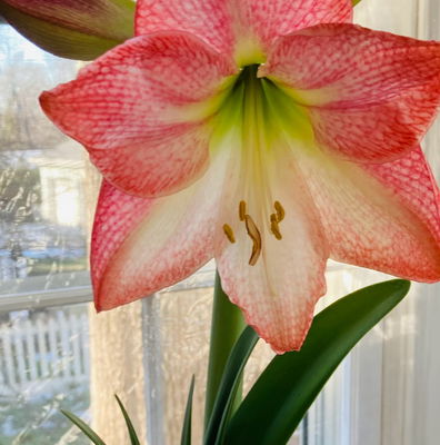 Amaryllis Single Apple Blossom - 1 bulb - Longfield Gardens