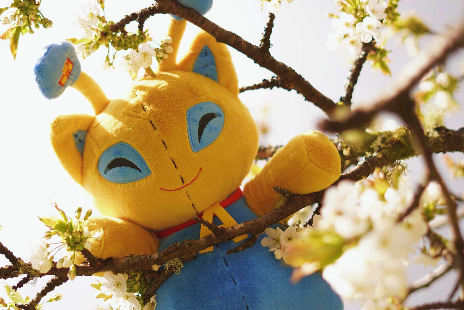 ようたみ196 | パンダドラゴンオフィシャルブログ Powered by