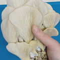 Photo thumbnail