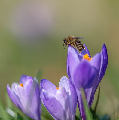 Miniaturansicht des Fotos