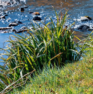 Miniaturansicht des Fotos