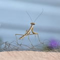 Photo thumbnail
