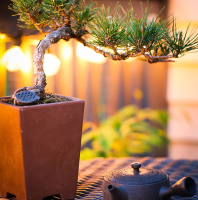 Flat Matsugawa Kokudei Tokoname Teapot - 140ml – Tezumi