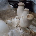 Photo thumbnail