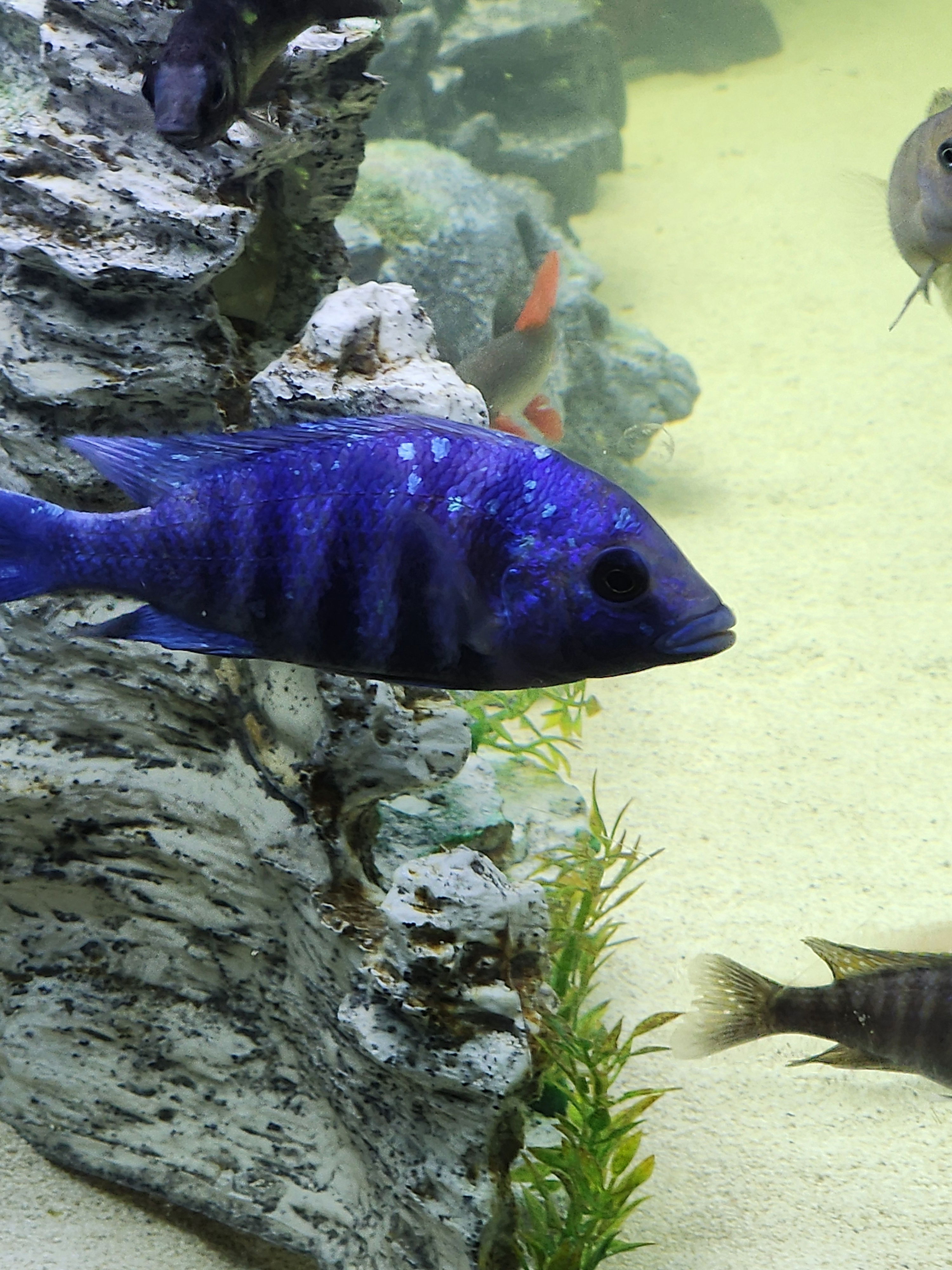 Yellow Blaze Z ROCK – Rons Cichlids