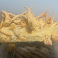 Photo thumbnail