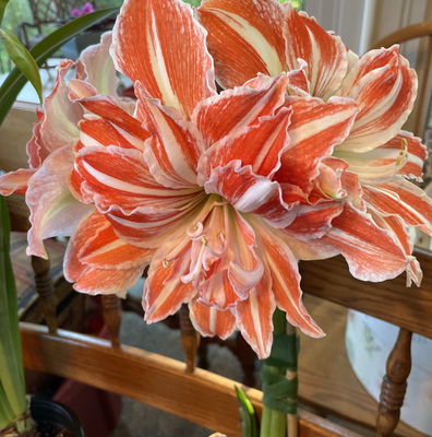 Amaryllis Double Dancing Queen - 1 bulb - Longfield Gardens