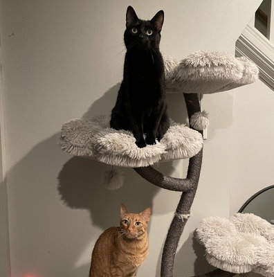 Graphite Grey Eden: The Ultimate Garden of Flowers Cat Tree