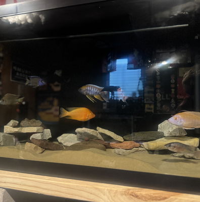 Maison Reef Chilumba Cichlid - Metriaclima sp. – Rons Cichlids