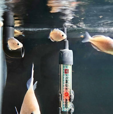 Guppy Velvet Disease Prevention: Effective Tips to Keep Fish Healthy