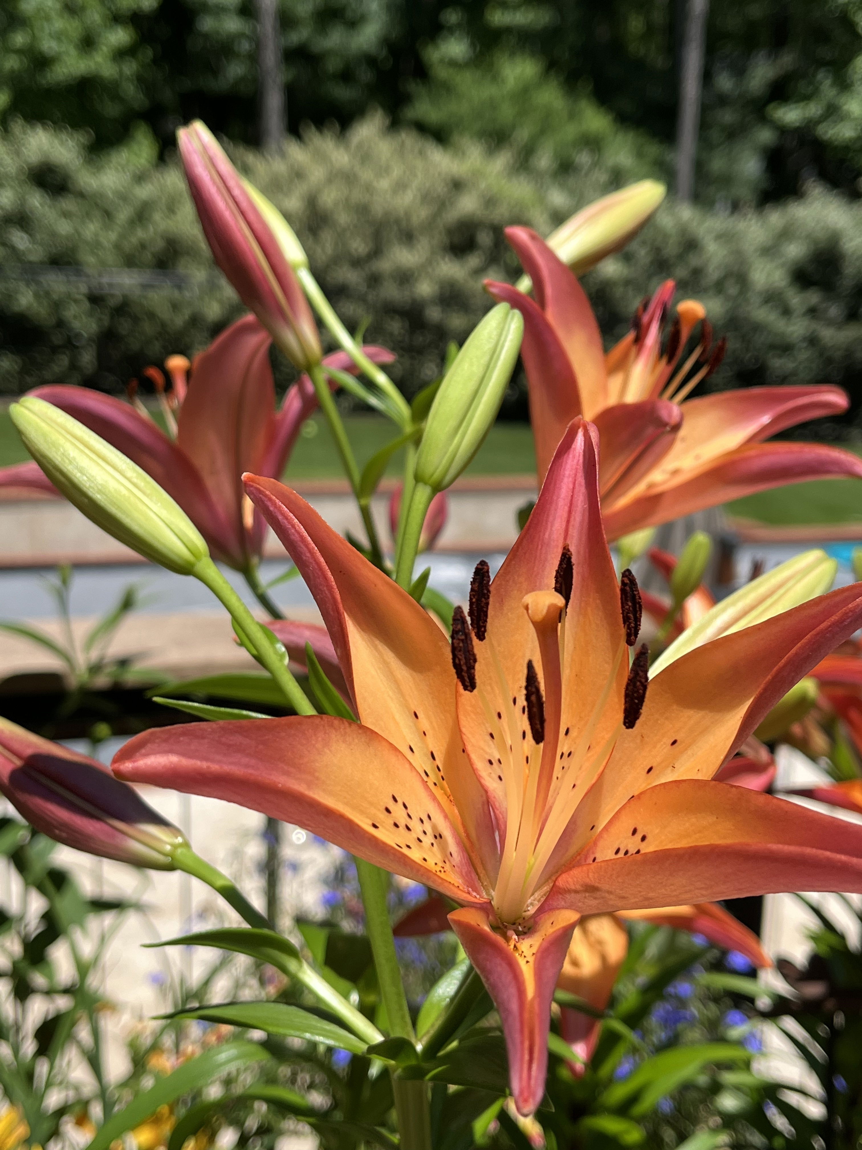 Lily 100509209-847_oriental_1.jpg?