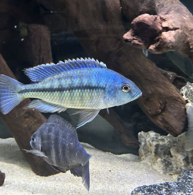 Maison Reef Chilumba Cichlid - Metriaclima sp. – Rons Cichlids
