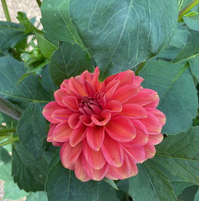 Dahlia Ball Zundert Mystery Fox - 2 tuber clumps - Longfield